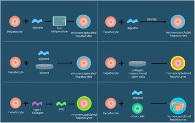 A comprehensive review of advances in hepatocyte microencapsulation: selecting materials and preserving cell viability